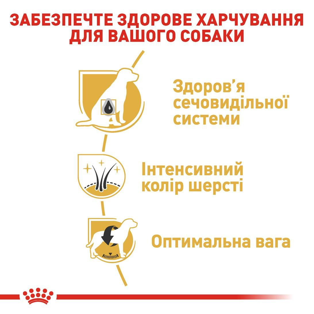 Miniature Schnauzer Adult