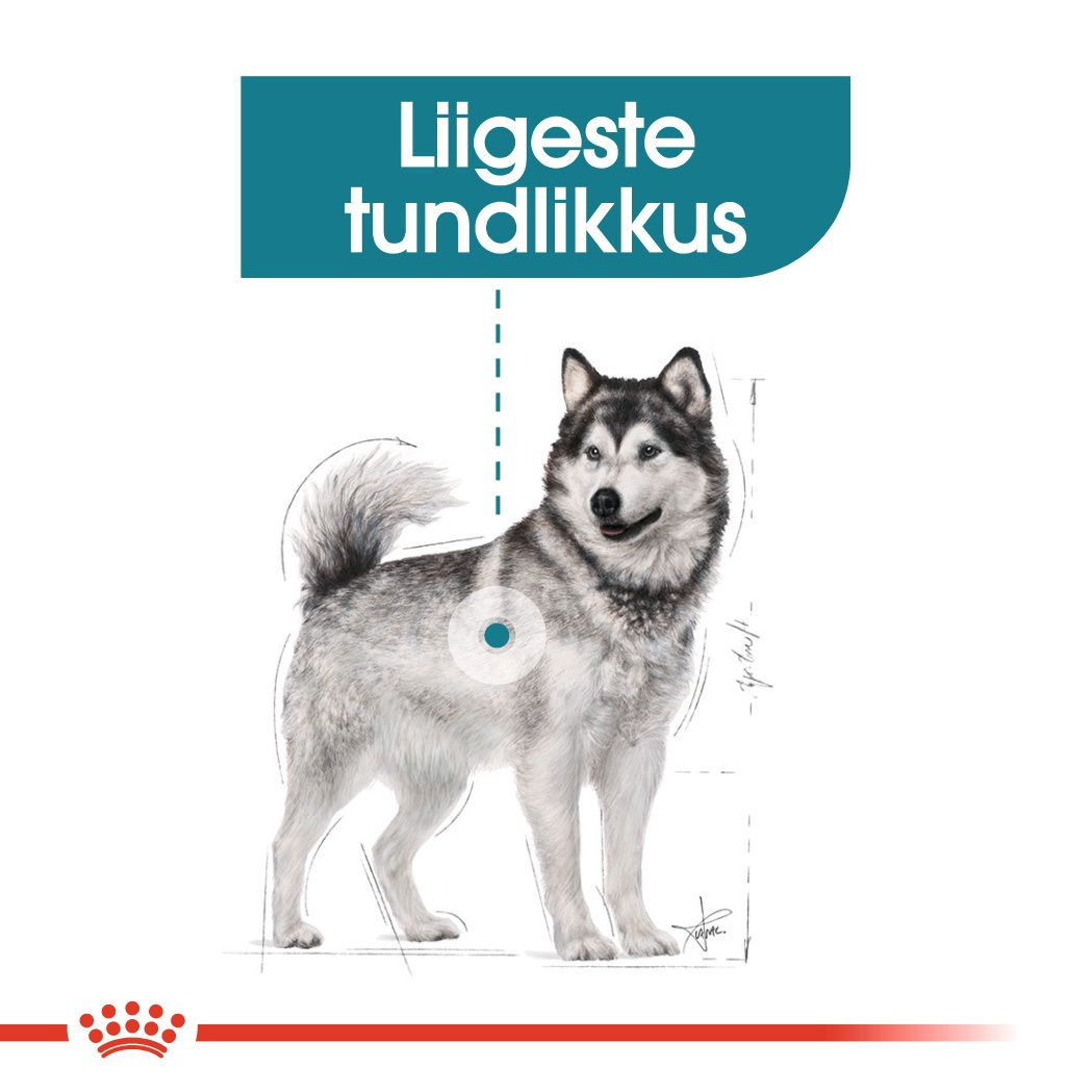 Royal Canin Maxi Joint Care kuivtoit