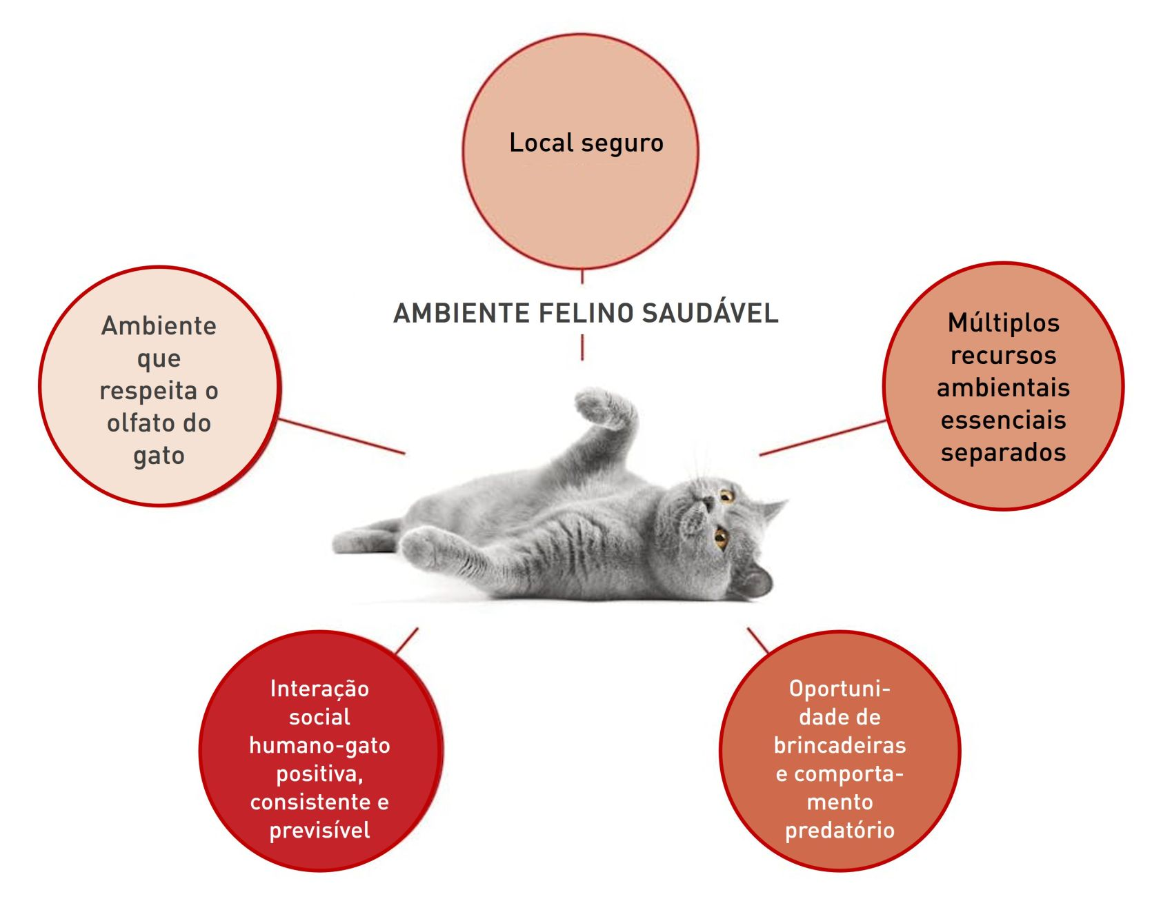 As necessidades gerais dos gatos são descritas nos cinco pilares essenciais de um ambiente felino saudável