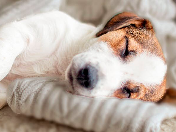 Jack Russell Terrier Welpe schläft auf einer weichen Decke