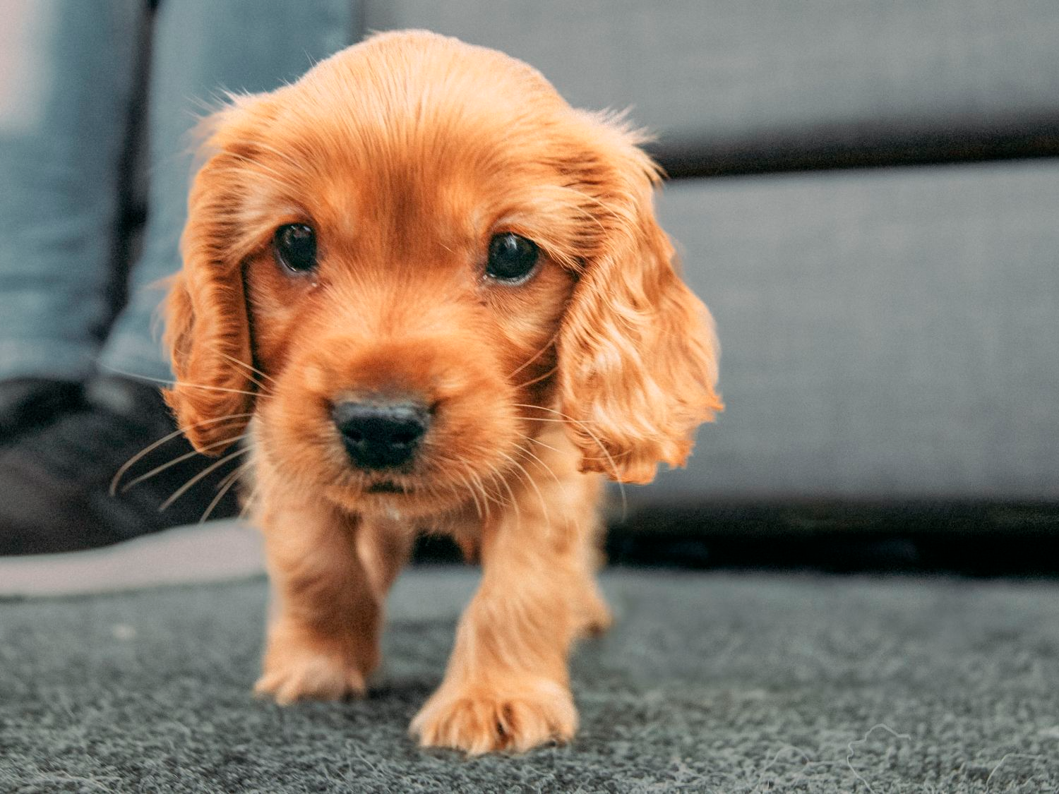 Cachorro de Cocker Spaniel Inglés en el interior sobre una alfombra gris