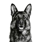 German Shepherd Adult Mærke Breed Emblematisk