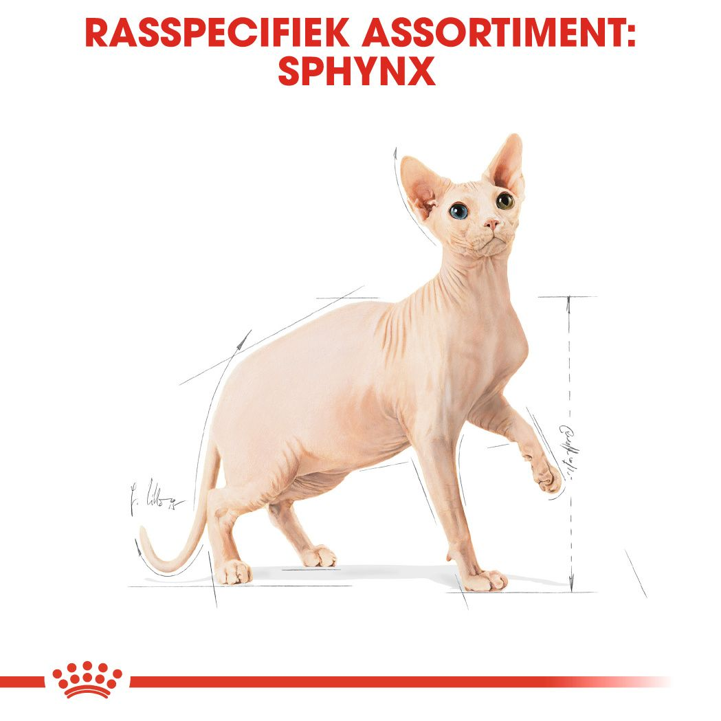 Sphynx