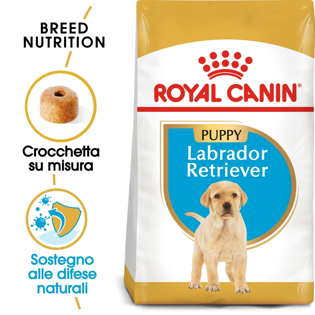 Labrador Retriever Puppy