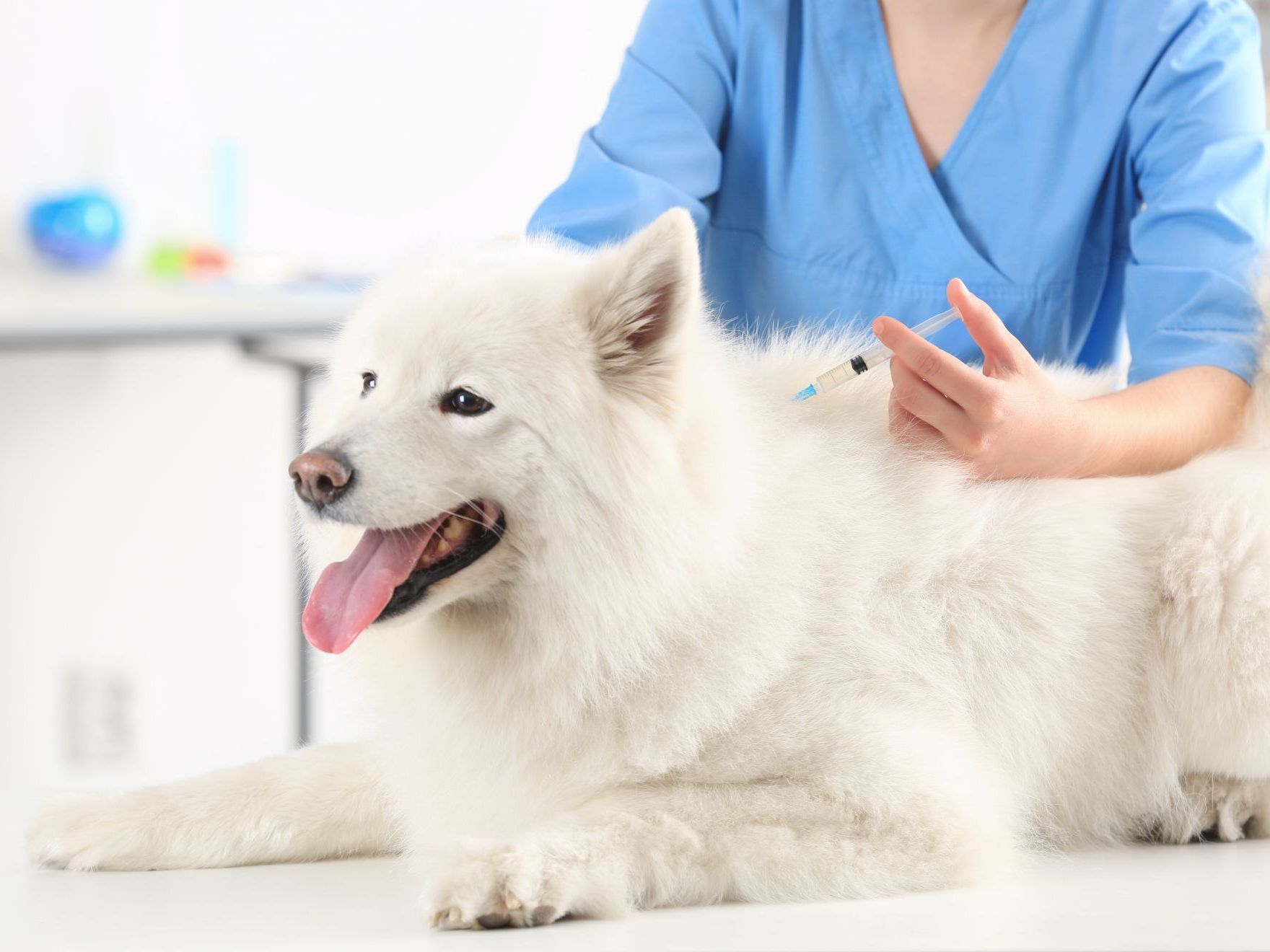 Veterinarian giving an injection to a dog in clinic