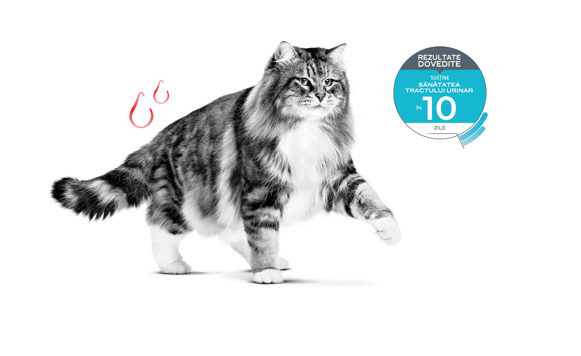 feline care emblematics