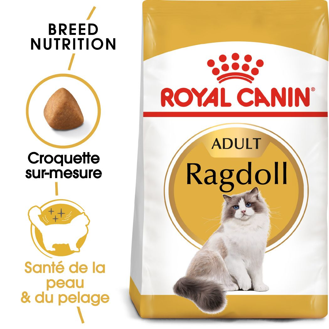 Ragdoll Adulte