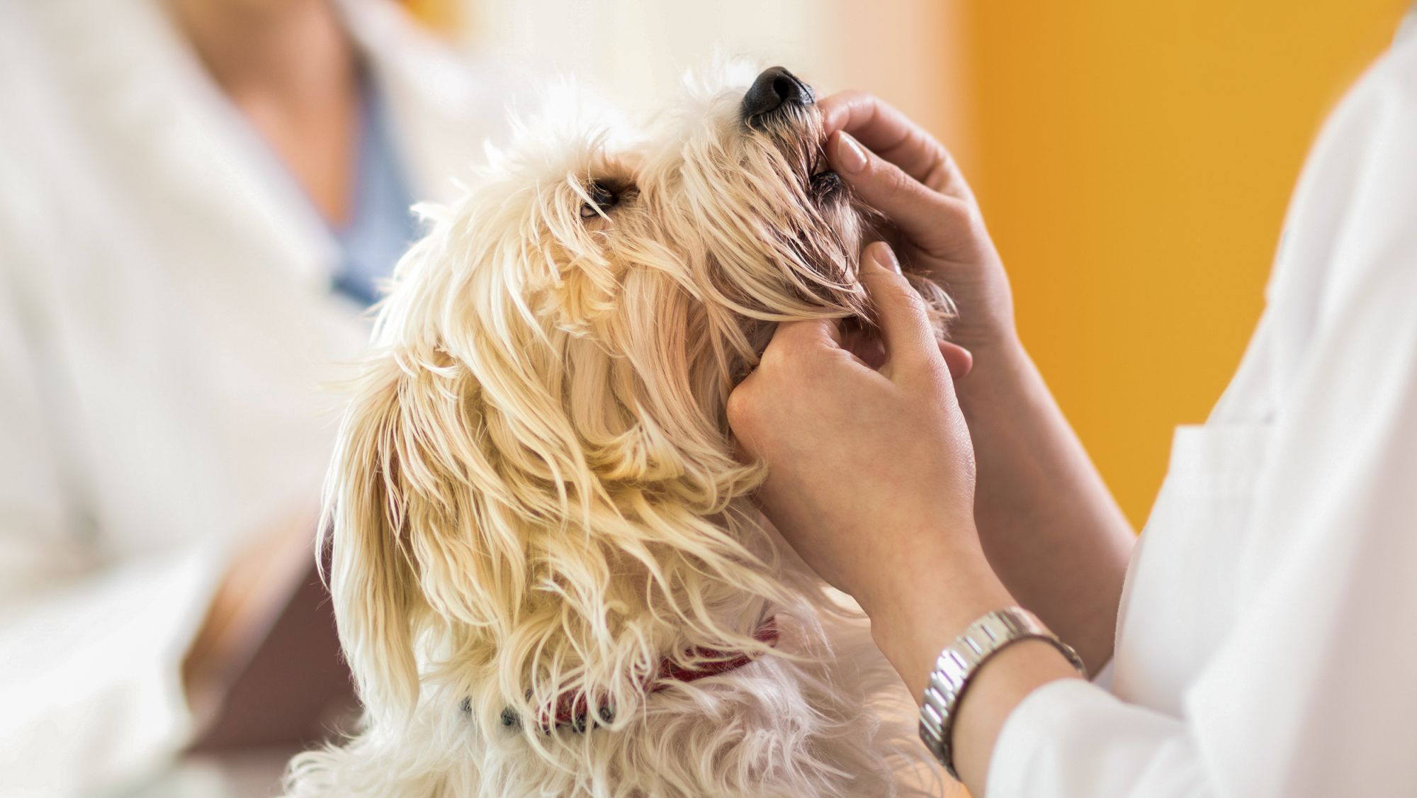 Maltese adult having teeth checked by owner.