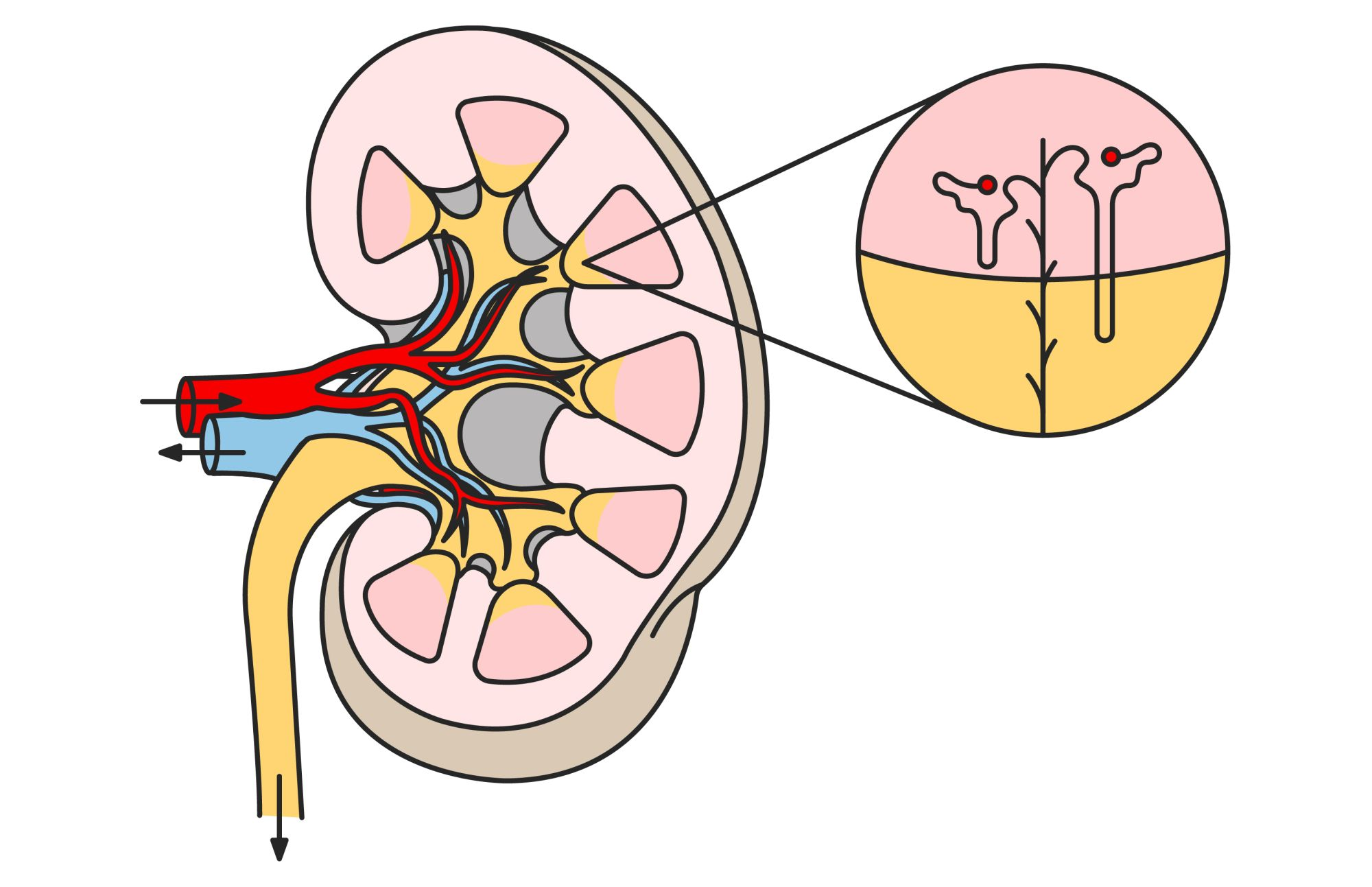 Illustration of a dog's kidney