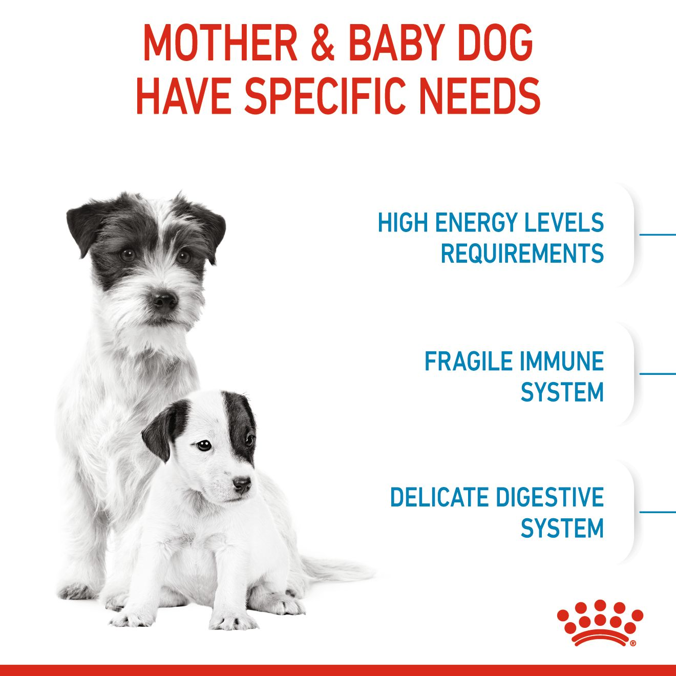 Small Starter Mother & Babydog Dry Dog Food