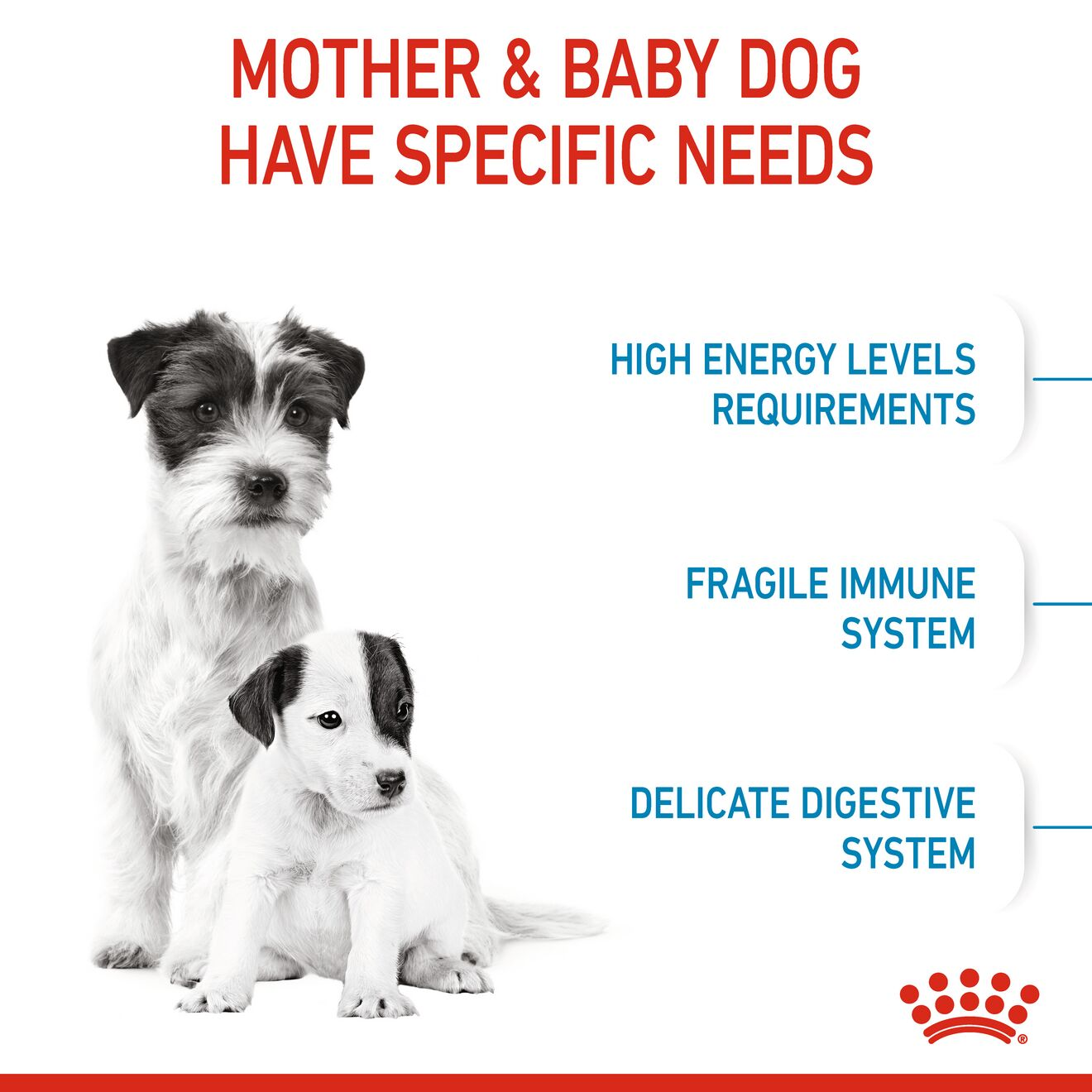 STARTER Mother & Babydog - MINI