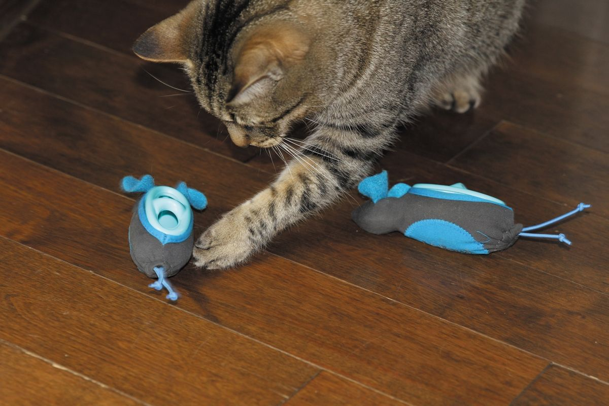 Food-dispensing toys can help mimic natural feeding behavior by encouraging a cat to work for its food and explore its environment.