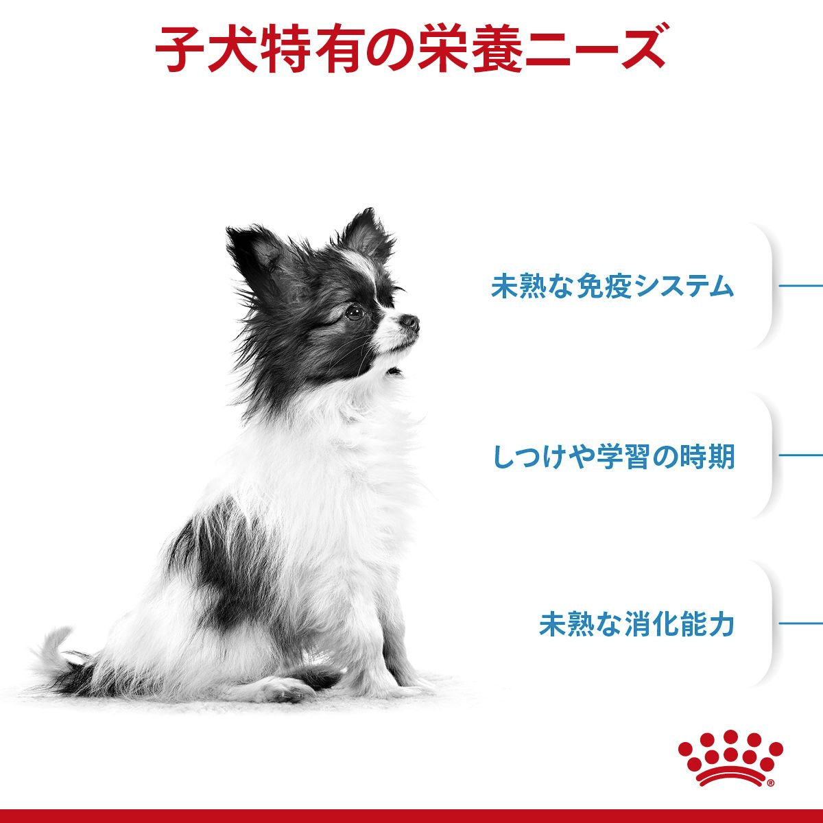 エクストラ スモール パピー (超小型 子犬用 ドライ) | Royal