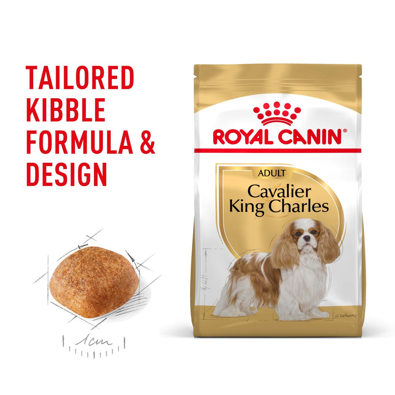 Cavalier King Charles Adult