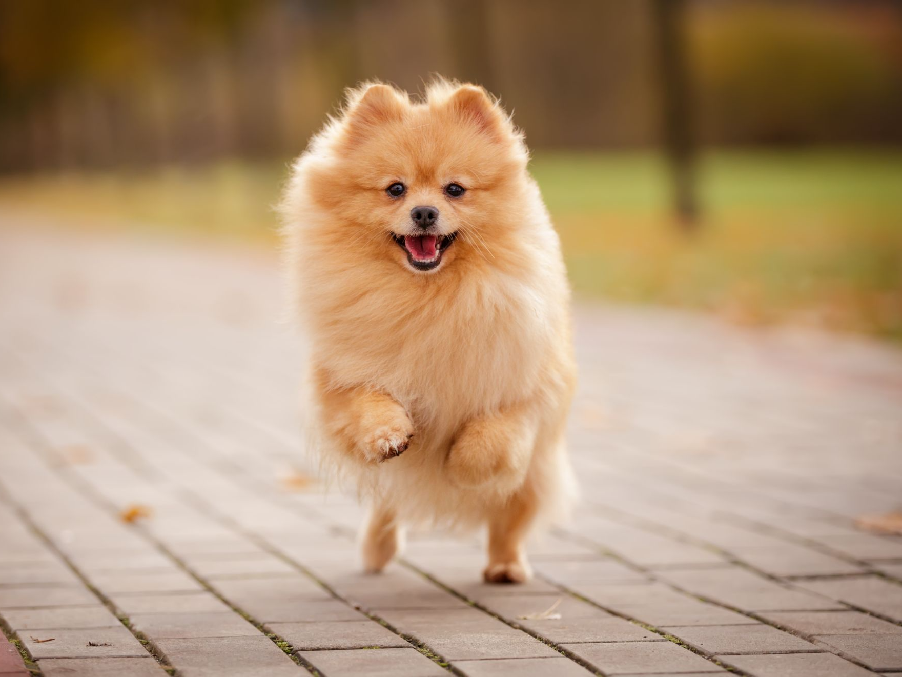 cream-sable-orange-pomeranian-spitz-adult