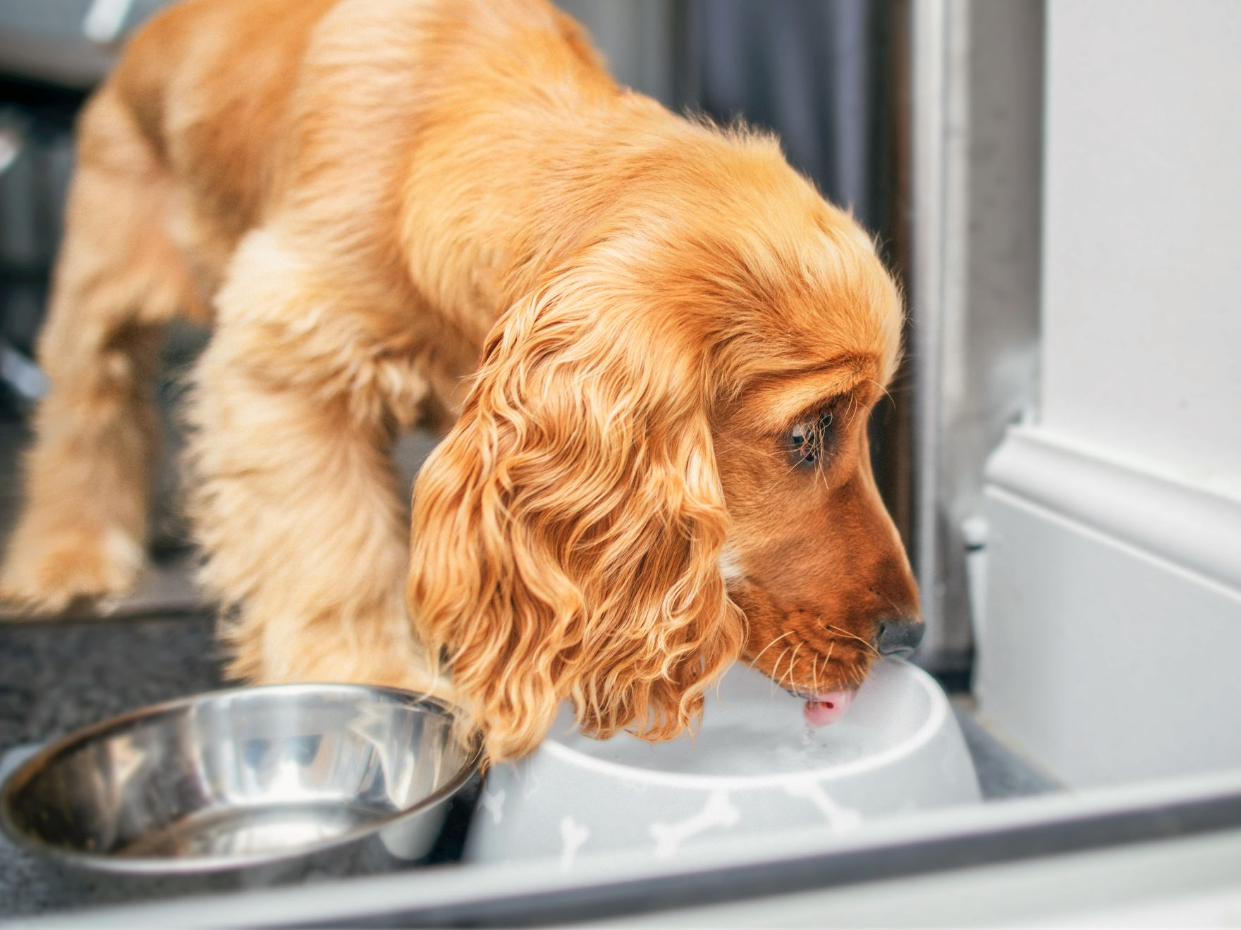 english cocker spaniel eating from a bowl indoors