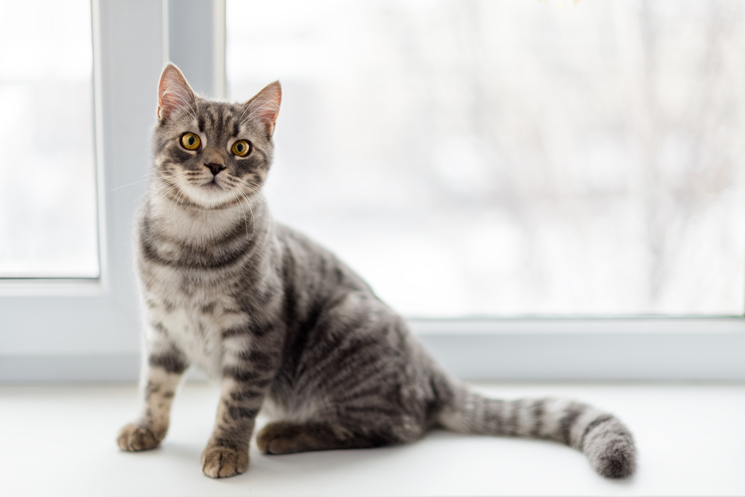 Сколько живут кошки - сколько лет в среднем живут кошки в домашних условиях  | Royal Canin
