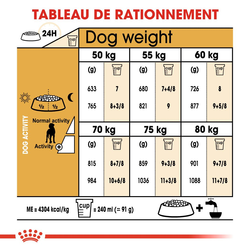 Dogue Allemand adulte