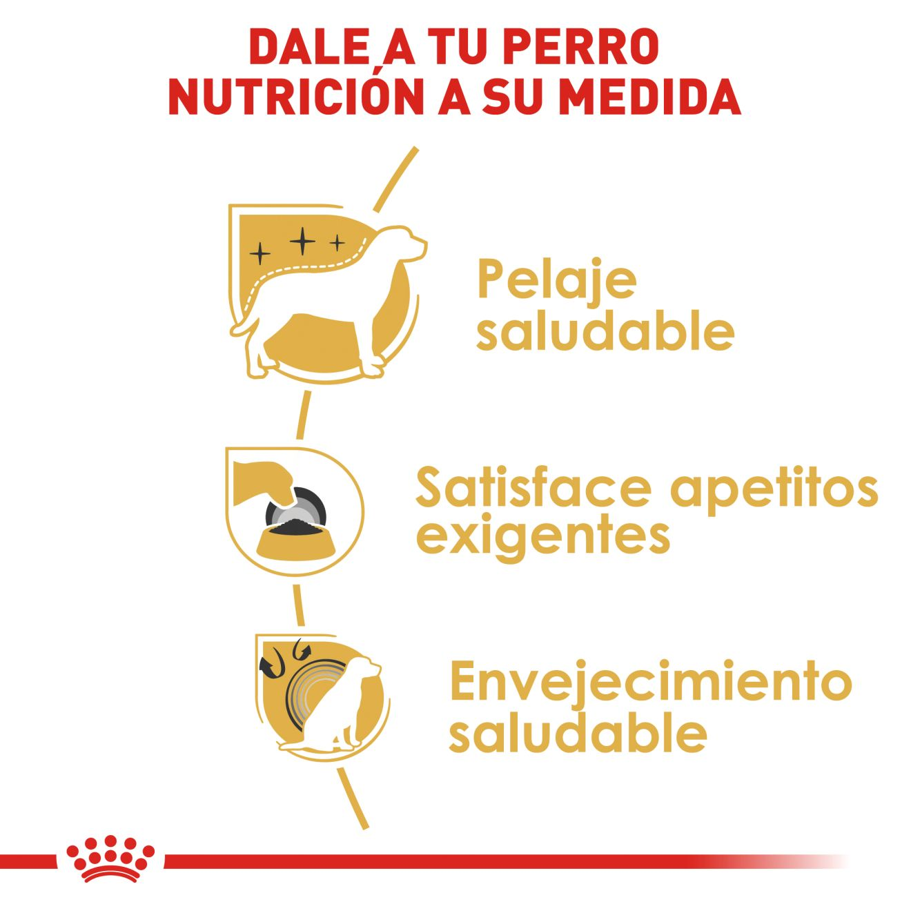 Yorkshire Terrier Adulto