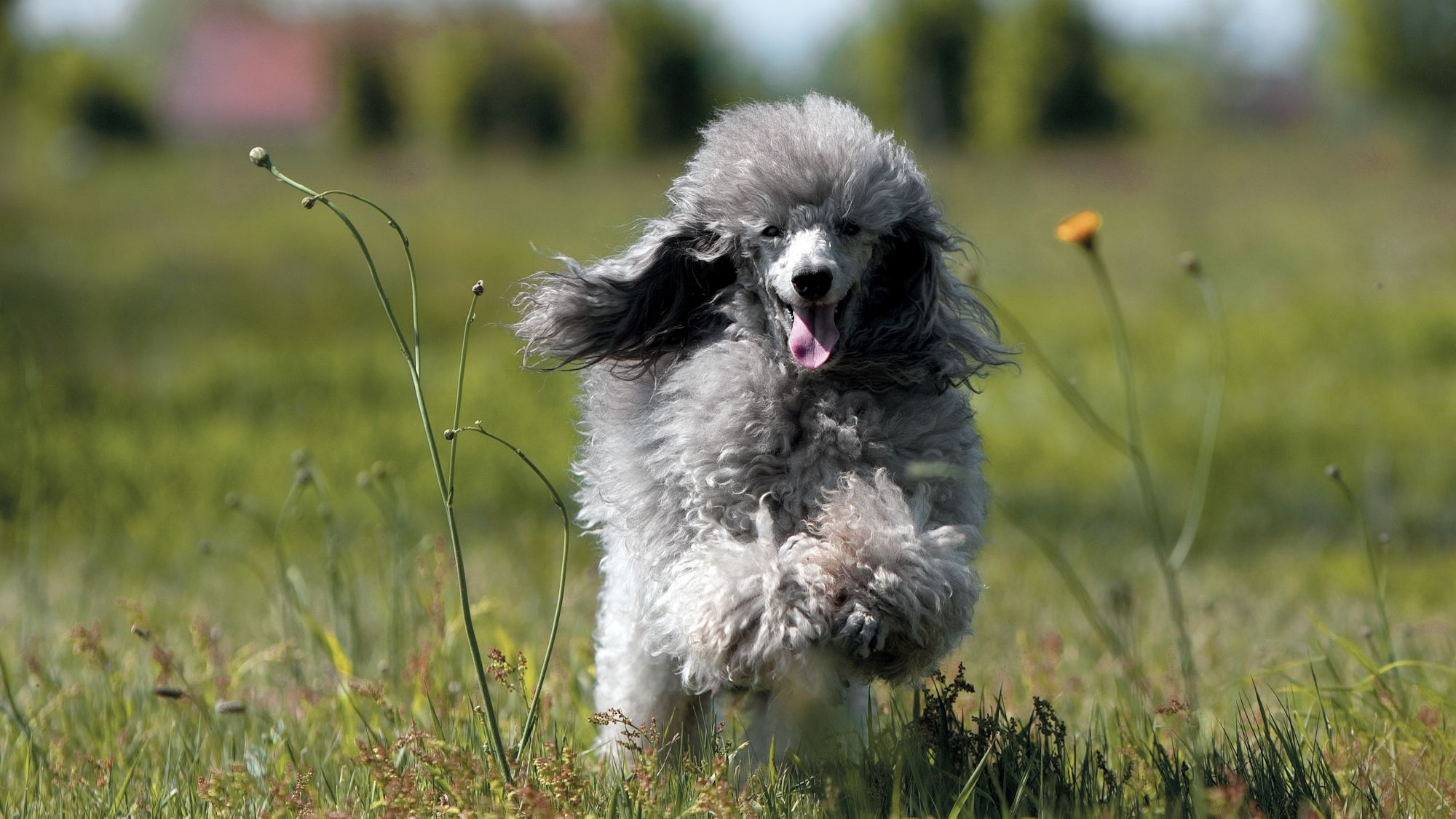 Grey poodle bounding towards camera across a field