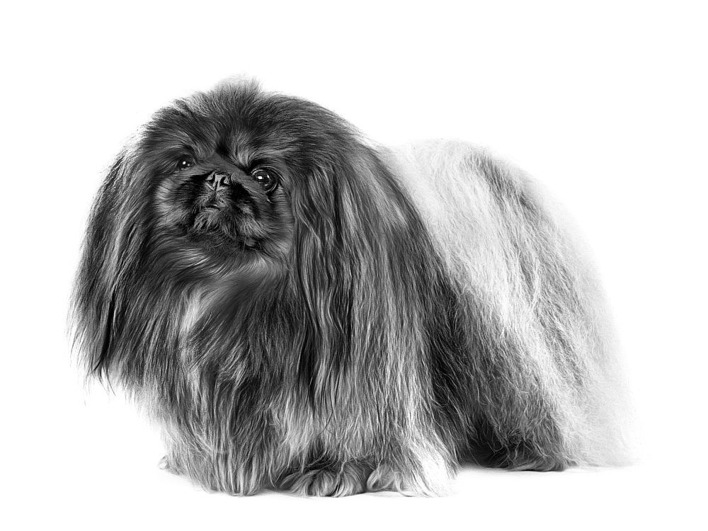 Black and white portrait of a Pekinese dog sitting