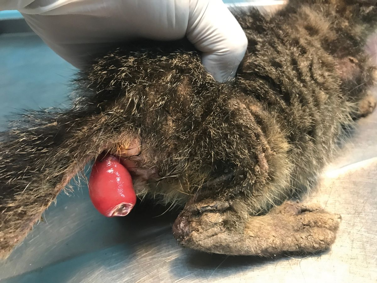 Un prolapsus rectal peut se développer chez des chatons souffrant de diarrhée sévère.