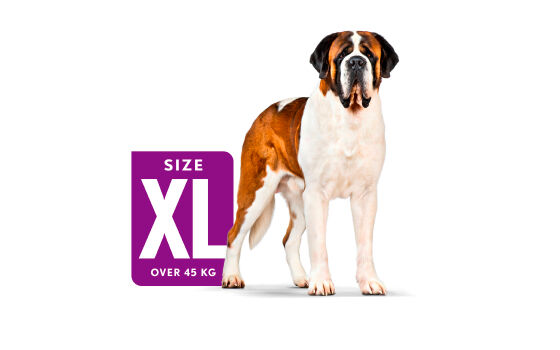  X-Large Size label SHN Illustration