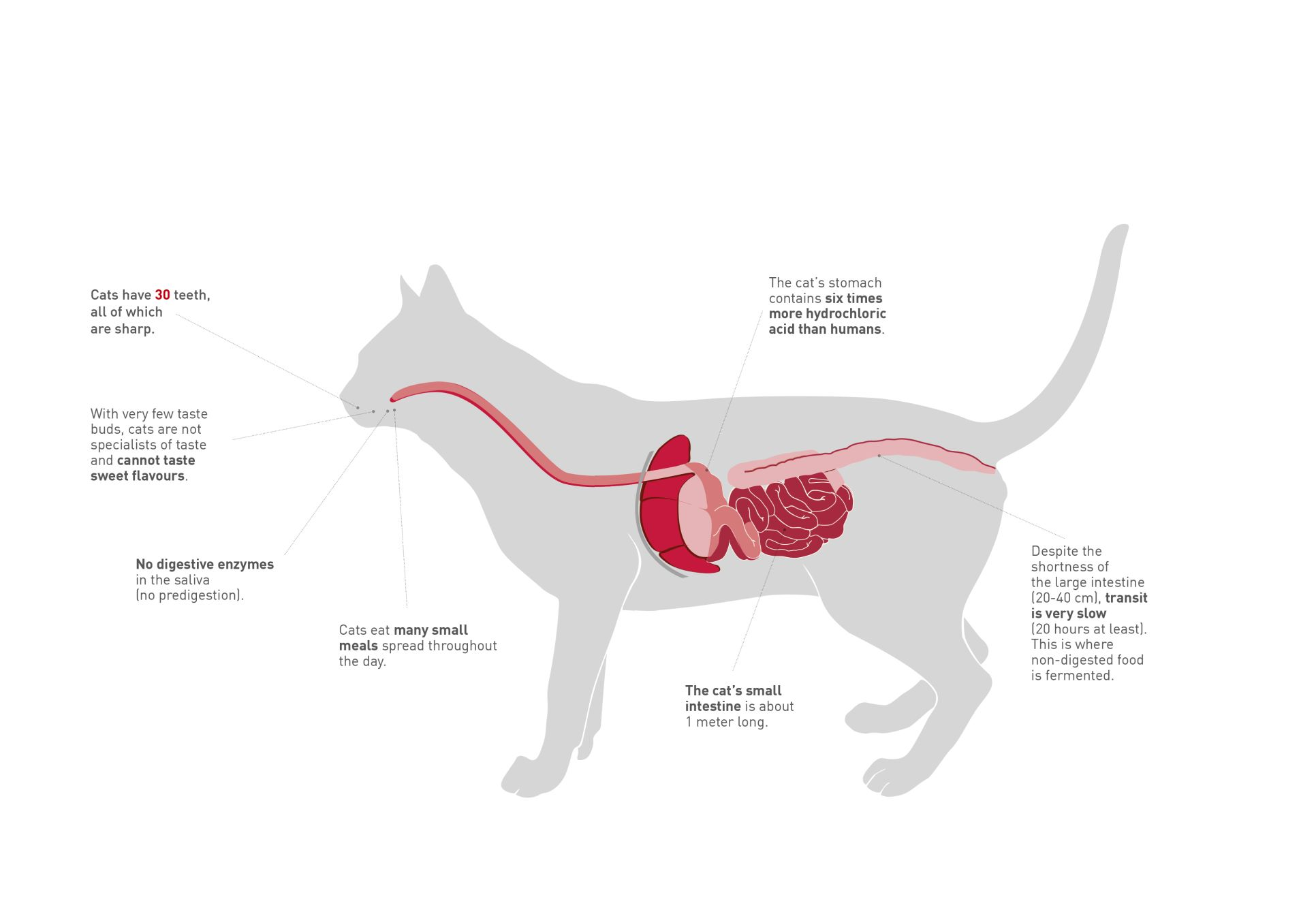 cat digestive system