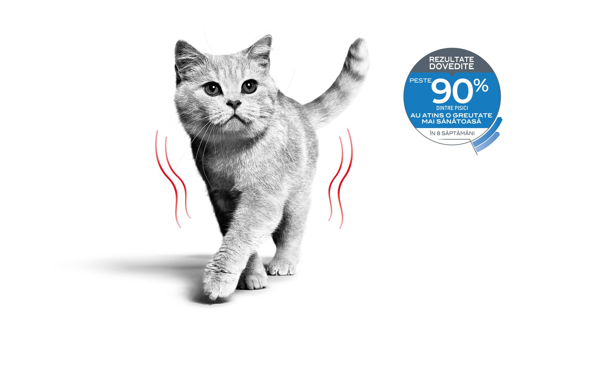 feline care emblematic Romania