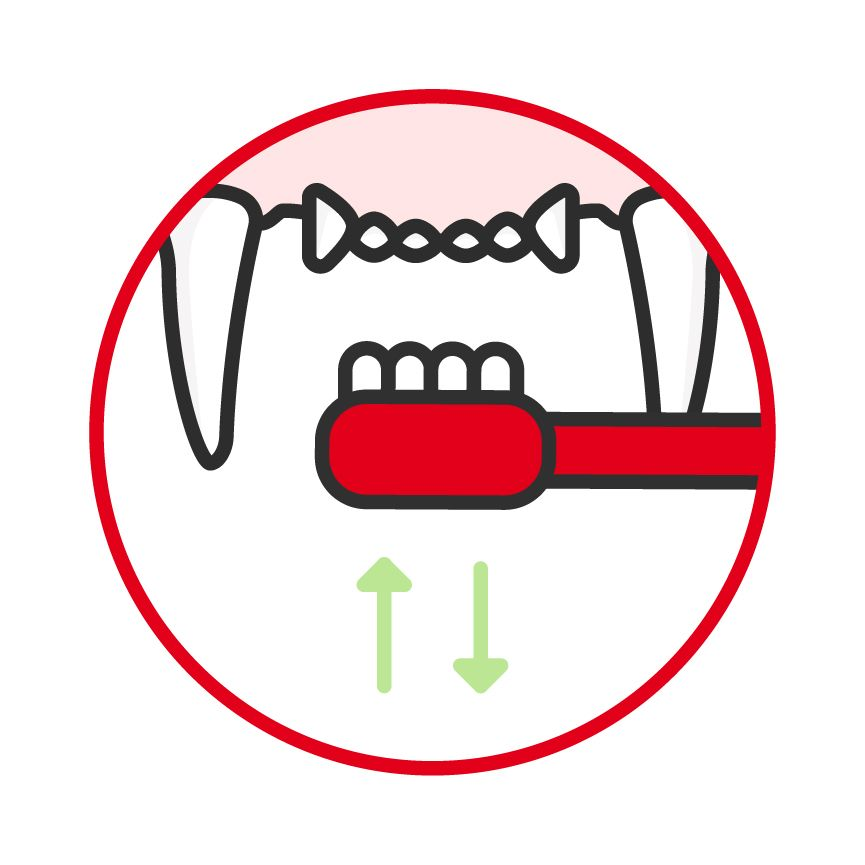 Illustration of a toothbrush moving up and down