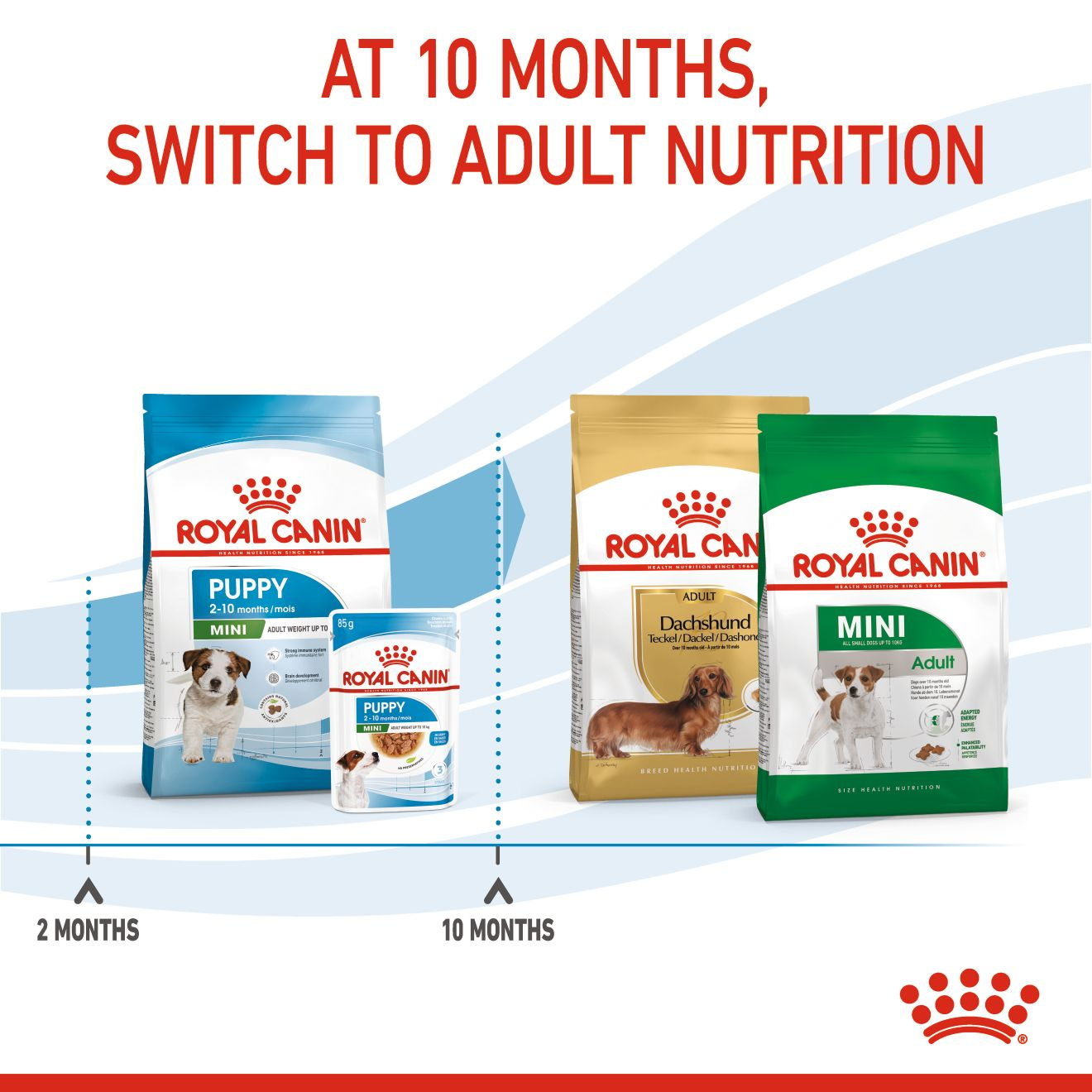 Royal Canin Breed Health Nutrition Dachshund Puppy Dry Dog Food