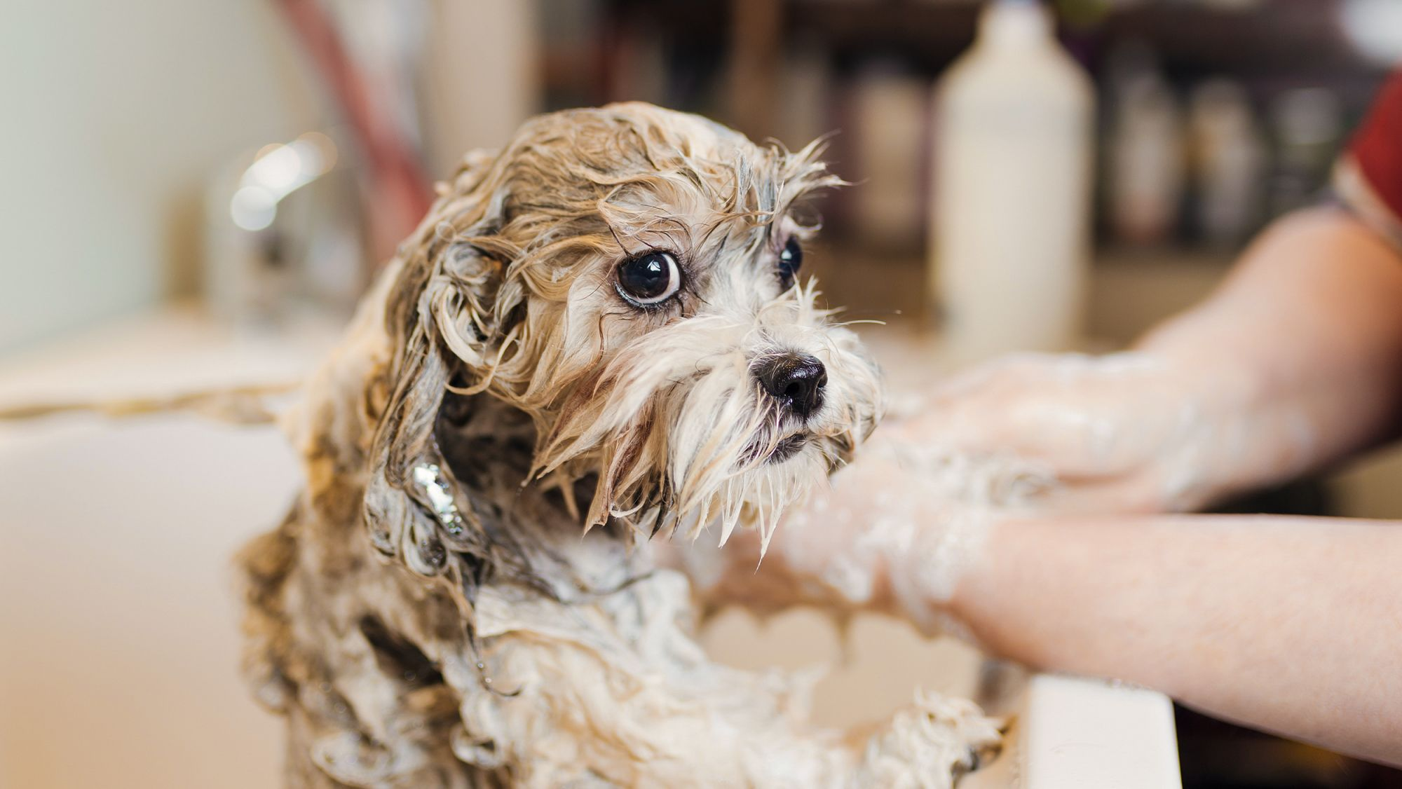 Lhasa Apso adult being bathed by its owner.