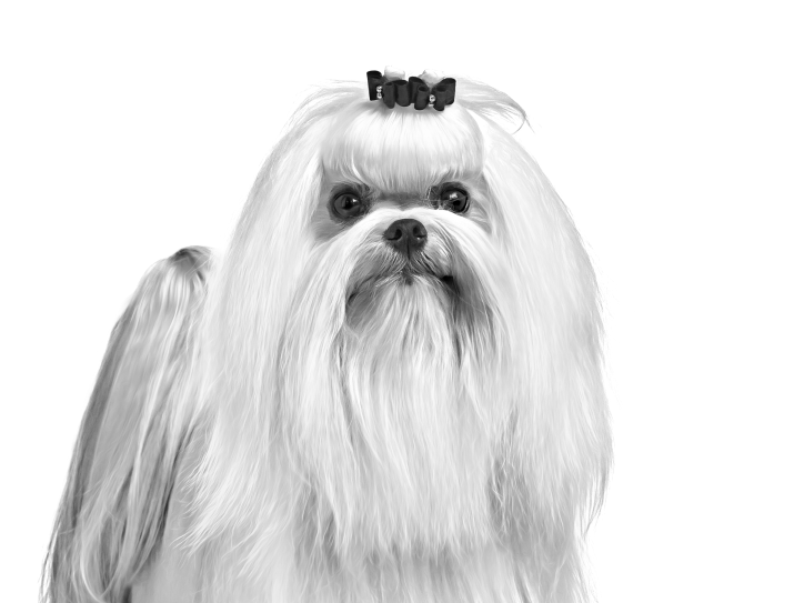 Bichon maltais assis regardant l'objectif en noir et blanc