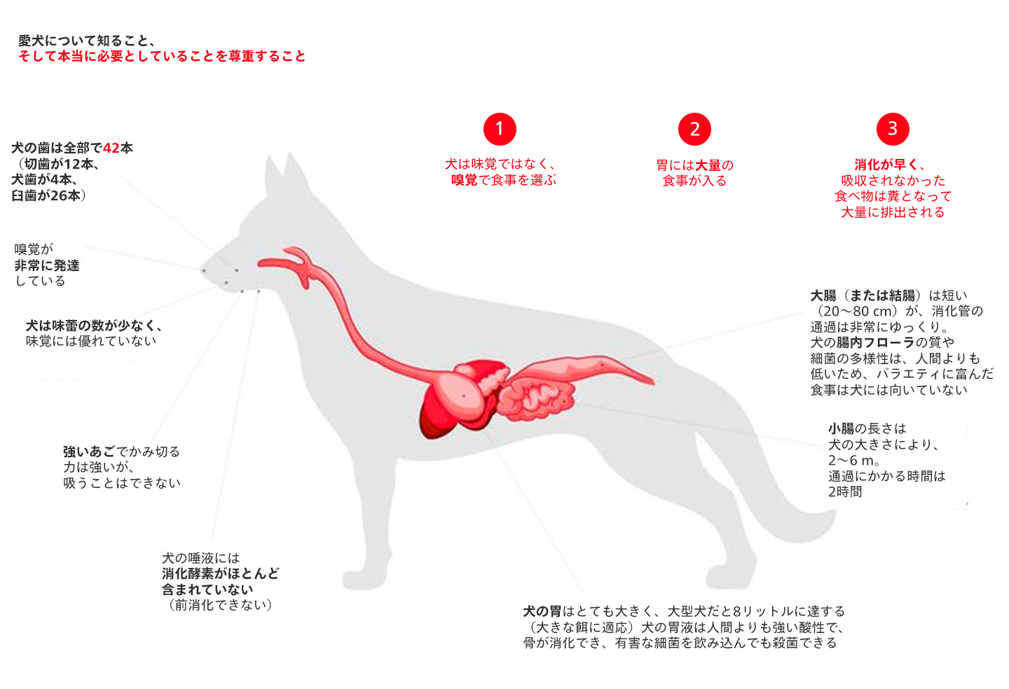 腸内フローラと消化 － 子犬 | Royal Canin JP