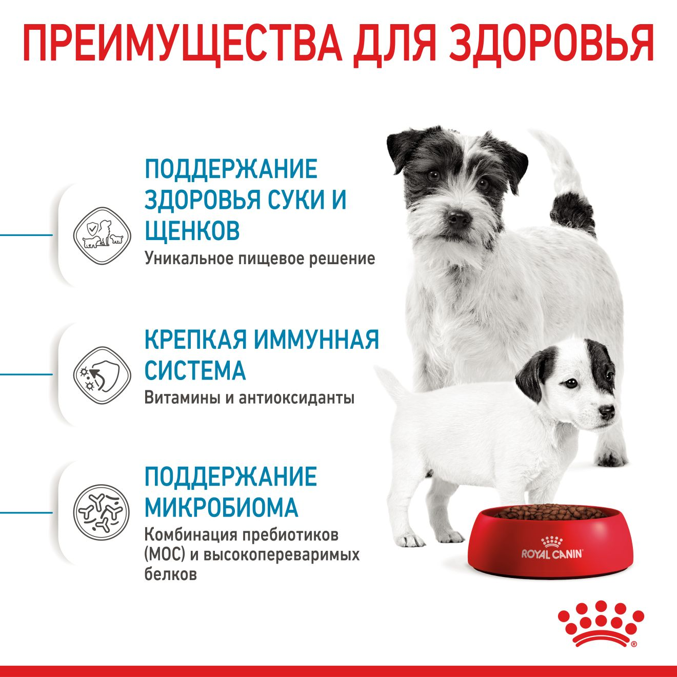 Starter Mother & Babydog - Mini
