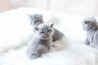 КОШАЧЬЯ ТРЕВОГА И КОШАЧИЙ СТРЕСС КАК ПОМОЧЬ