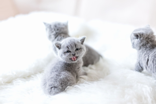 КОШАЧЬЯ ТРЕВОГА И КОШАЧИЙ СТРЕСС КАК ПОМОЧЬ