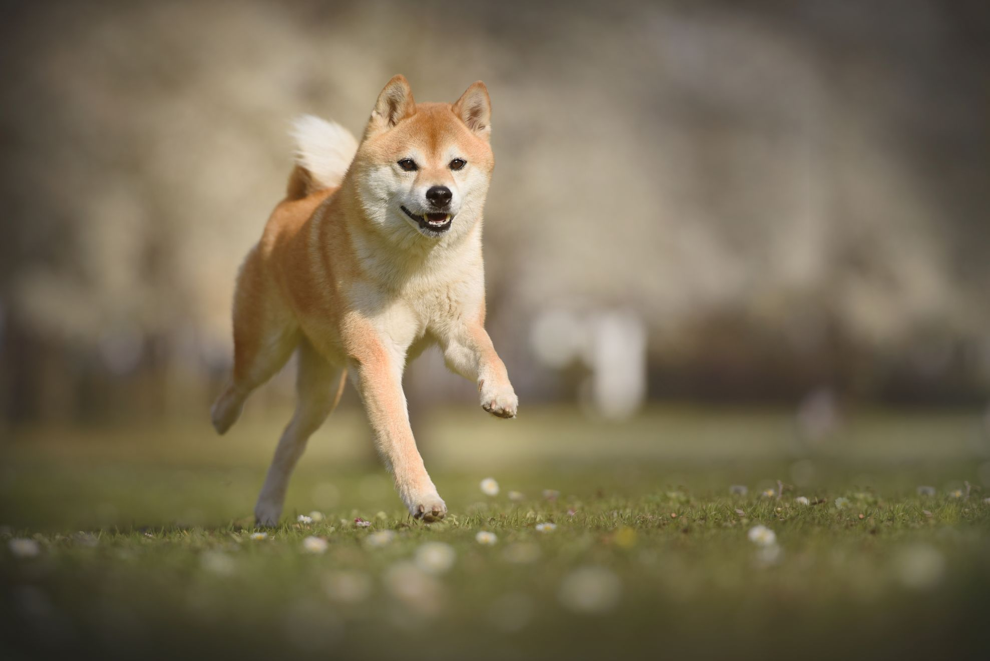 Image noir et blanc de golden retriever adulte jouant avec une balle rouge. Derrière cette image se trouve une illustration de chronomètre.