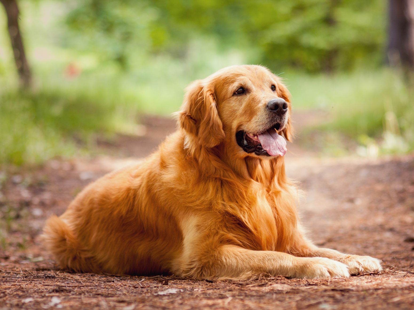 Portrait d'un chien