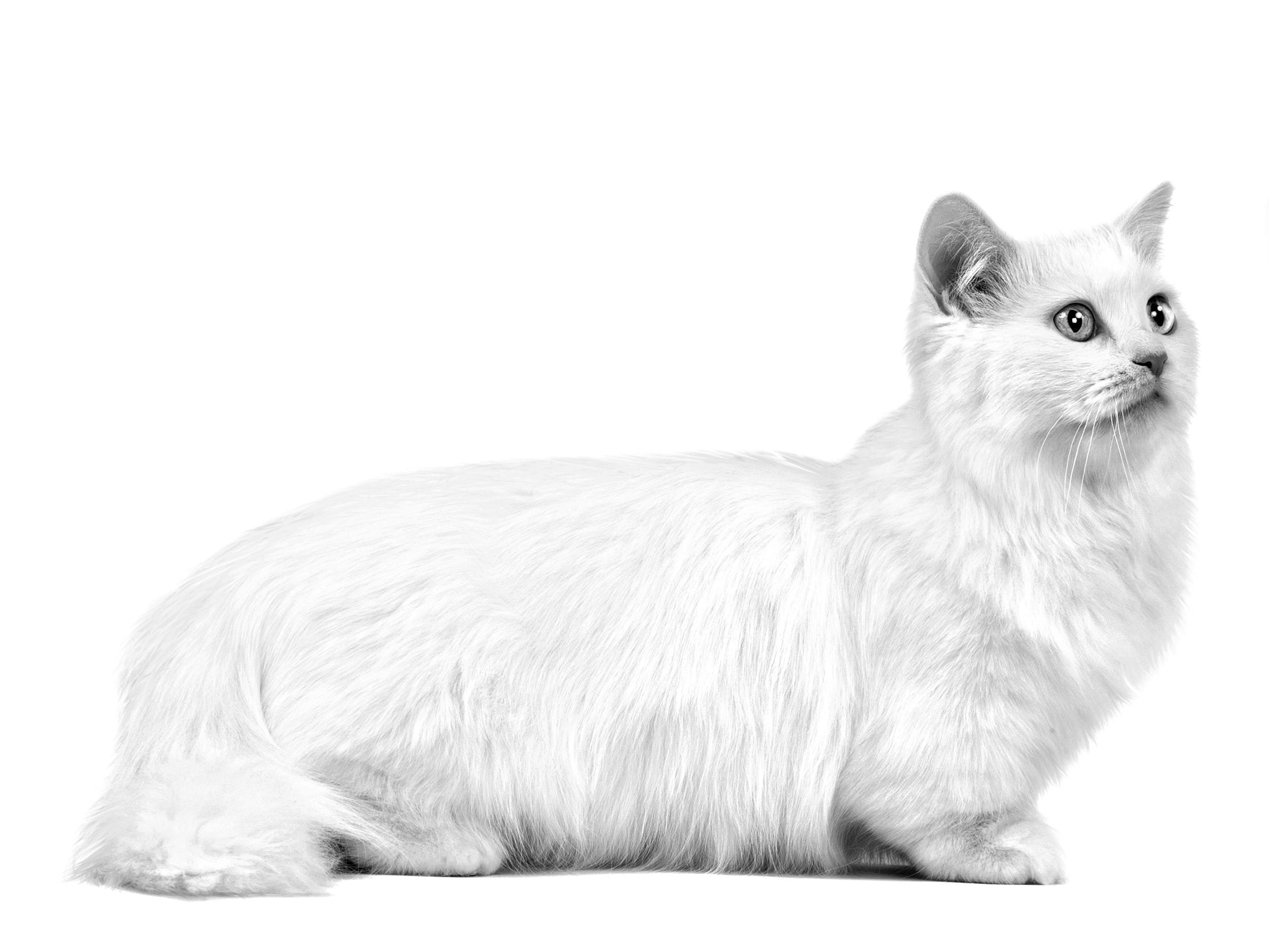 munchkin cat adult