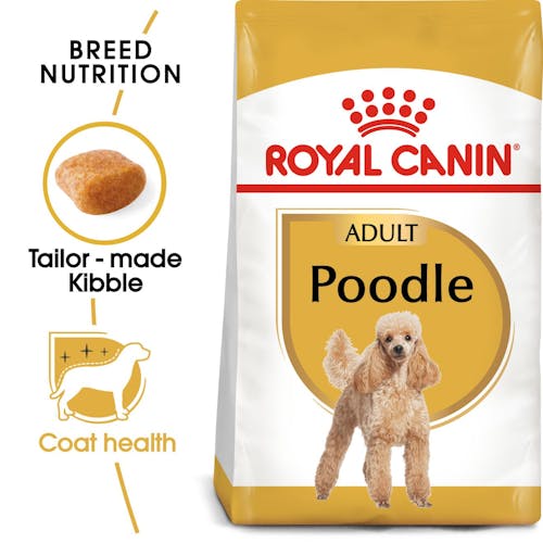 Poodle Adult