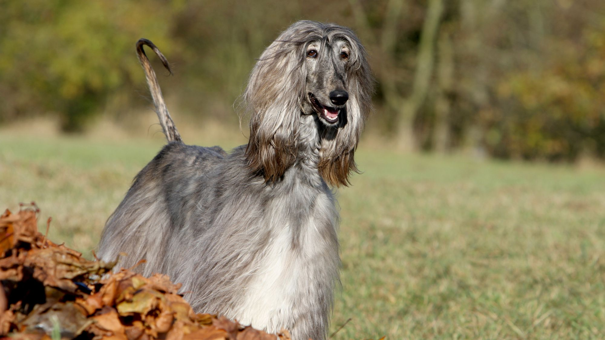 Afghan Hound standing towards camera