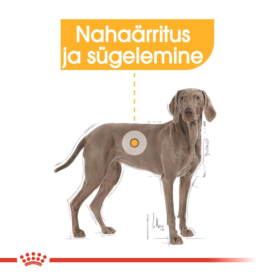 Royal Canin Maxi Dermacomfort kuivtoit