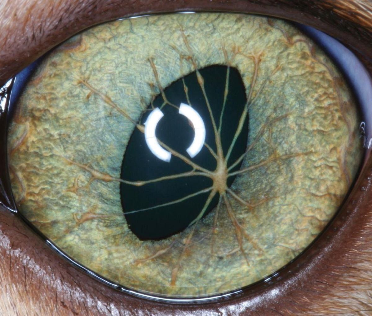 Abbildung 8. Residuen einer persistierender Pupillarmembran, die zentral in der vorderen Augenkammer zusammentreffen. © Taken with permission from Feline Ophthalmology — The Manual ( 23 )