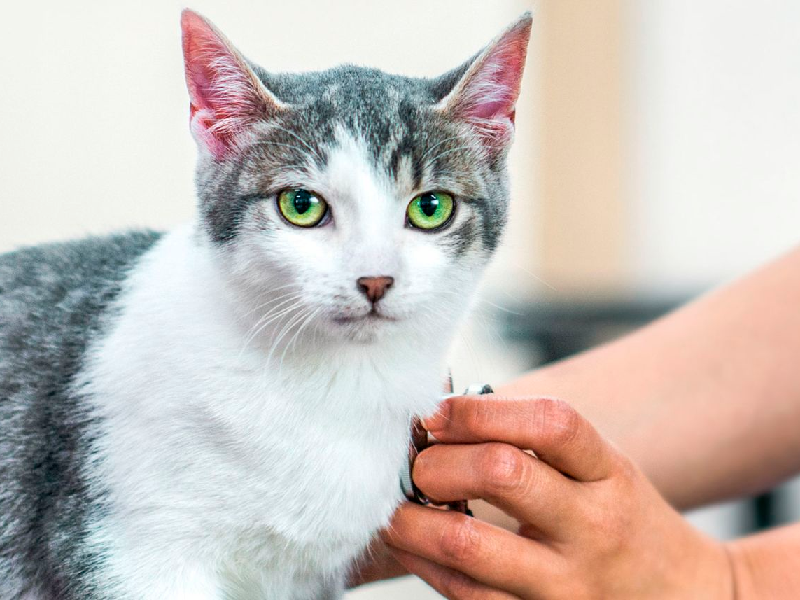 Young cat sitting on an examination table being checked over by a vet