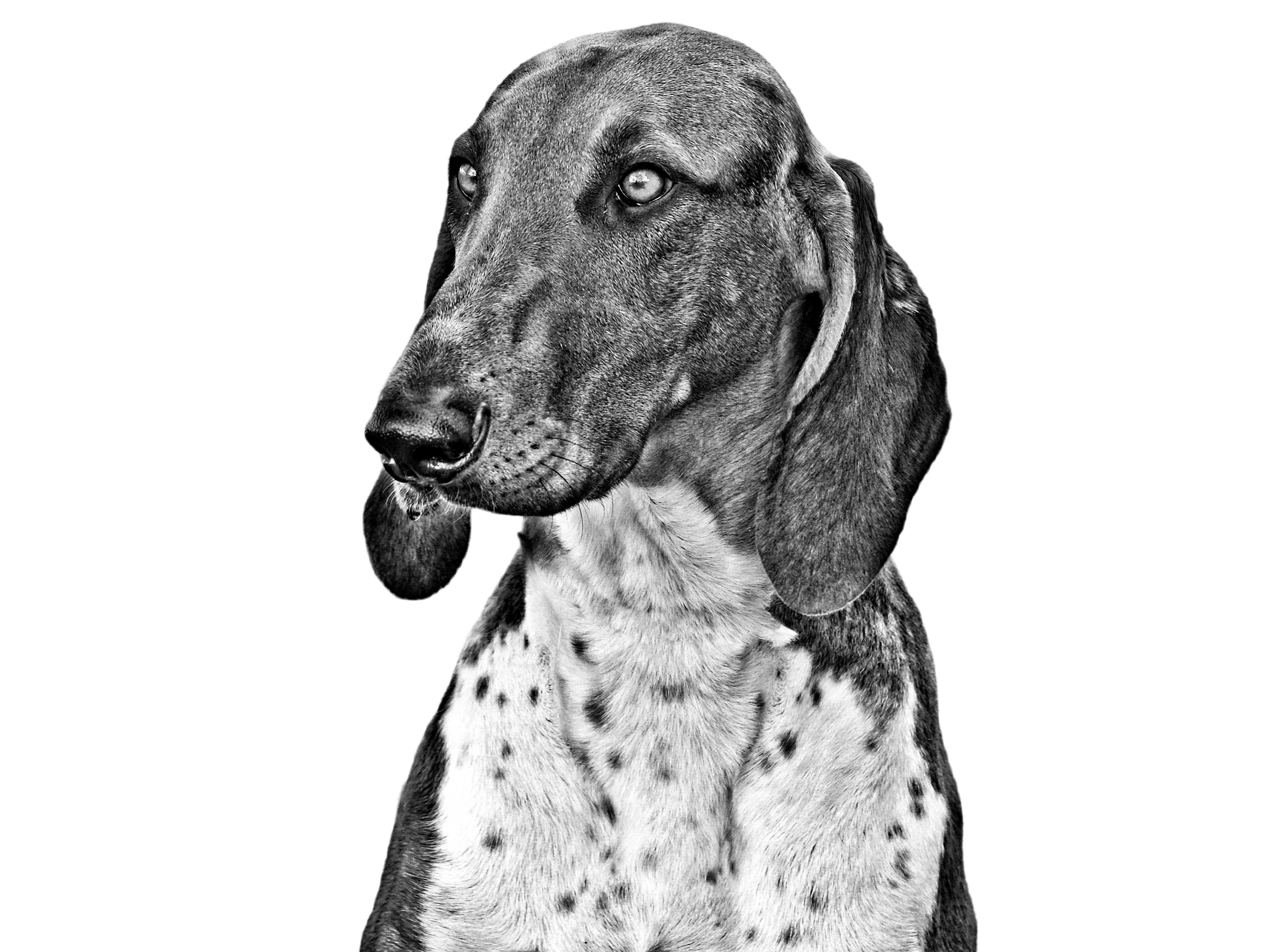 puede bluetick coonhound ser blanco