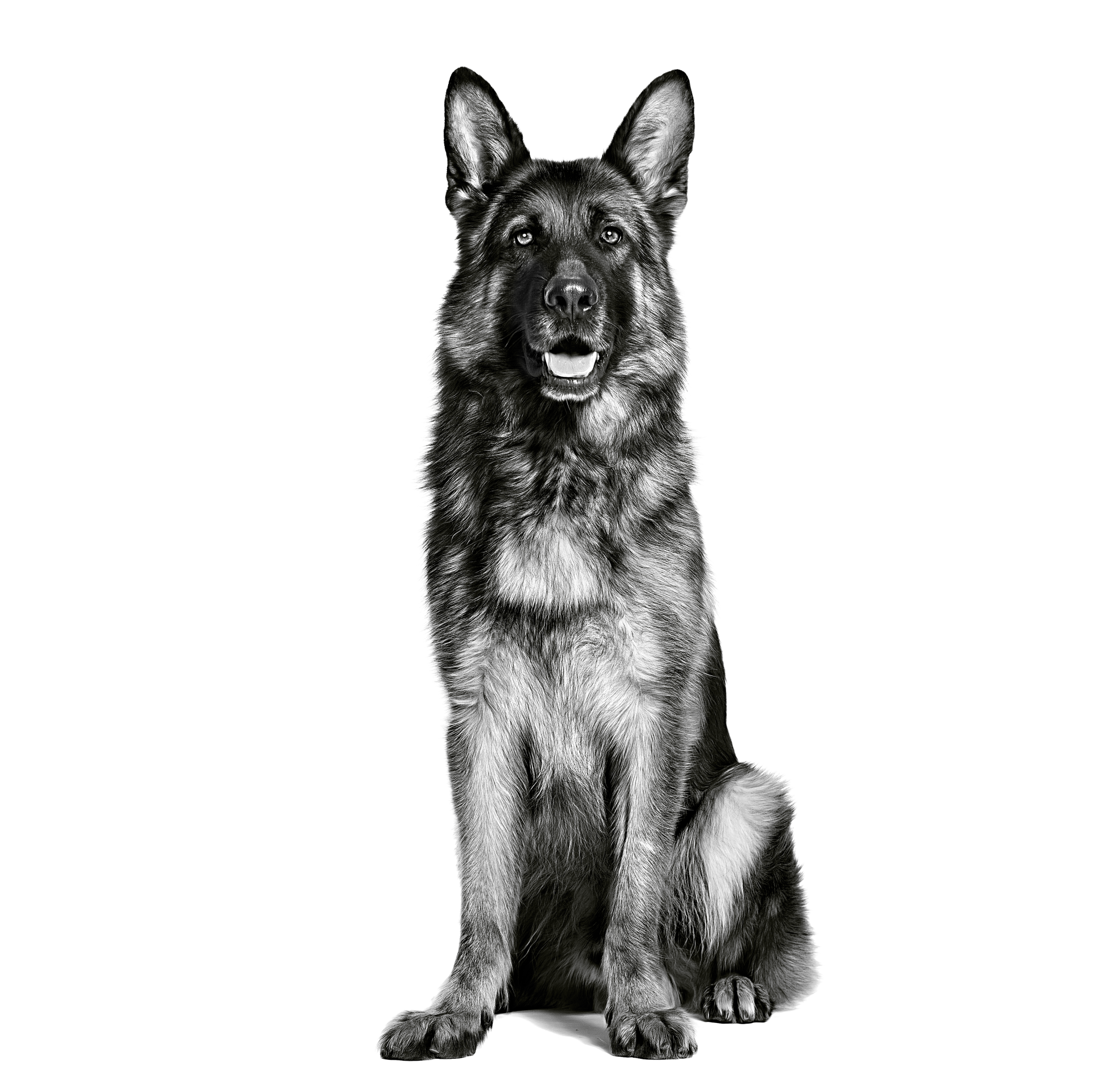 German shepherd adult 