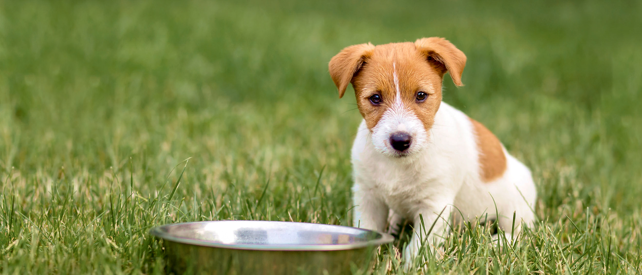 Puppy Jack Russell sitting outside in grass by a large silver bowl.