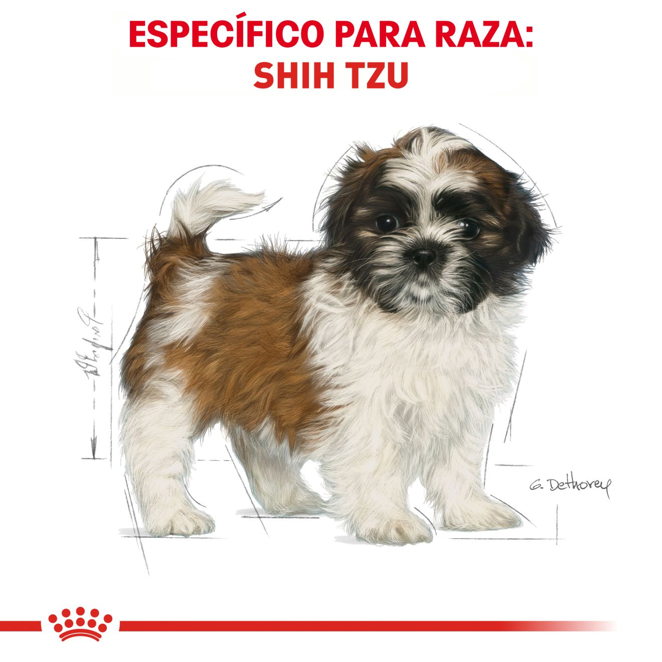 Shih-tzu Cachorro