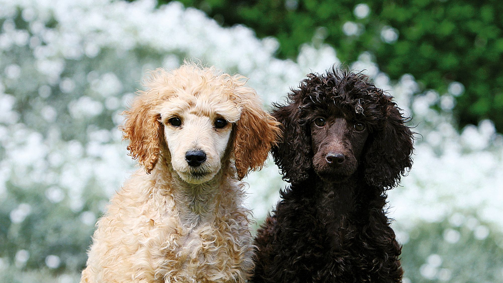 Golden and chocolate Poodles standing side by side on grass